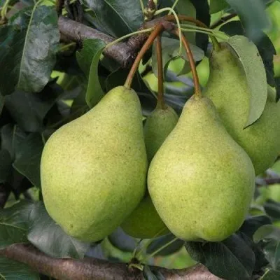 Груша ОРЛОВСКАЯ ЛЕТНЯЯ в Пскове