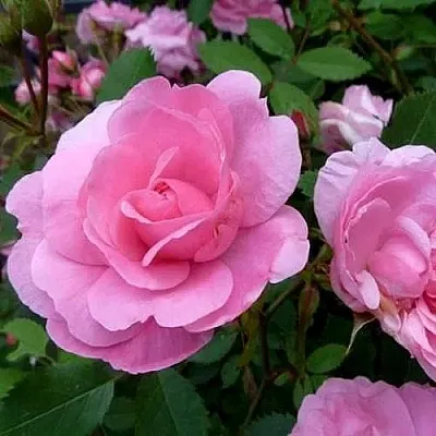 Саженцы роз ДЖОН ДЭВИС плетистая  Саженцы роз ДЖОН ДЭВИС плетистая в Пскове