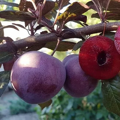 Слива ПАННА   Слива ПАННА  в Пскове