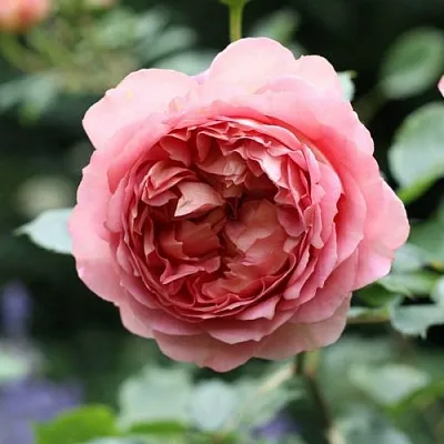 Саженцы роз РИДЖЕНТС ПАРК чайно-гибридная в Пскове