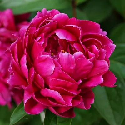 Пион ЛУИ ВАН-ГУТТ травянистый  Пион ЛУИ ВАН-ГУТТ травянистый в Пскове