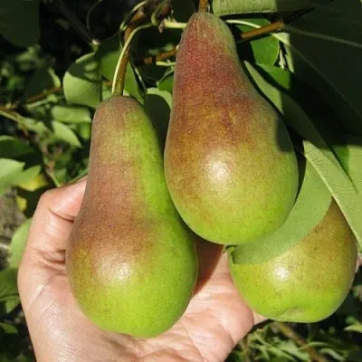 Груша ТАЛГАРСКАЯ КРАСАВИЦА в Пскове