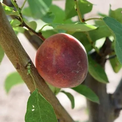 Плумкот БИРИКОККОЛО СУЗИНКОККО в Пскове