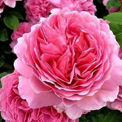 Саженцы роз ПРИНЦЕССА АЛЕКСАНДРА ОФ КЕНТ английская в Пскове