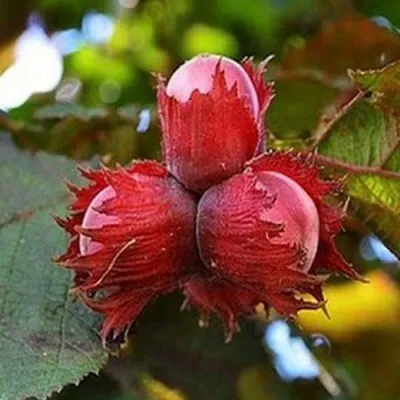 Фундук КРАСНЫЙ ЯНТАРЬ в Пскове