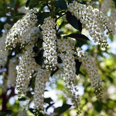 Черемуха виргинская ШУБЕРТ  Черемуха виргинская ШУБЕРТ в Пскове