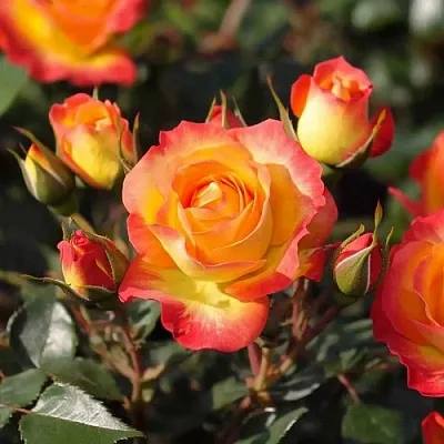 Саженцы роз ТАЙФУН спрей в Пскове