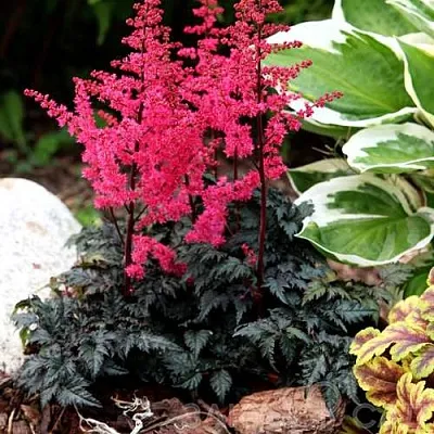 Астильба МУЛЕН РУЖ курчавая  Астильба МУЛЕН РУЖ курчавая в Пскове