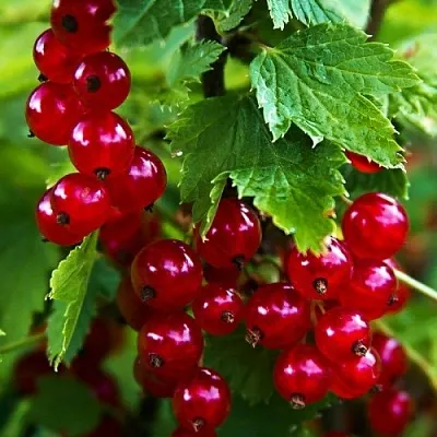 Смородина красная РОЛАН в Пскове