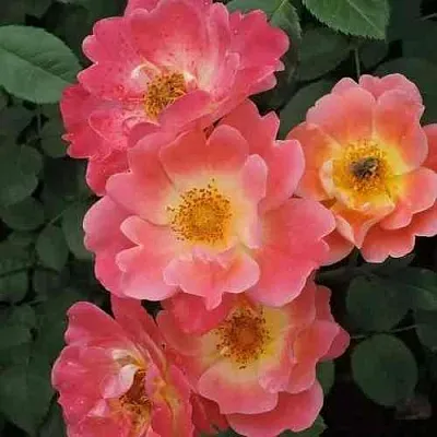 Саженцы роз ГЕРЦОГИНЯ ФРЕДЕРИКА шраб в Пскове