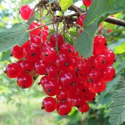 Смородина красная КРАСНАЯ АНДРЕЙЧЕНКО в Пскове