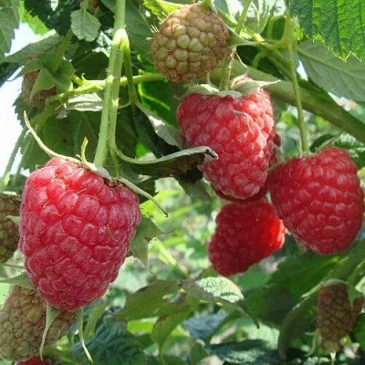 Малина КОЛОКОЛЬЧИК  Малина КОЛОКОЛЬЧИК в Пскове