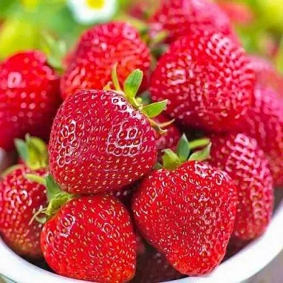 Клубника СИЛЬВИЯ  Клубника СИЛЬВИЯ в Пскове