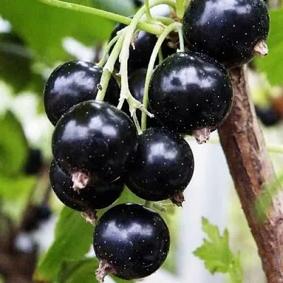 Смородина чёрная ДЕЛИКАТЕСНАЯ в Пскове