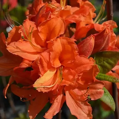 Азалия МАНДАРИН ЛАЙТС листопадная  Азалия МАНДАРИН ЛАЙТС листопадная в Пскове