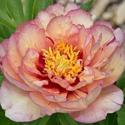 Пион КЭЛЛИС МЕМОРИ ито-гибрид  Пион КЭЛЛИС МЕМОРИ ито-гибрид в Пскове