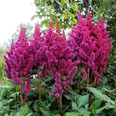 Астильба ВИЖНС китайская  Астильба ВИЖНС китайская в Пскове