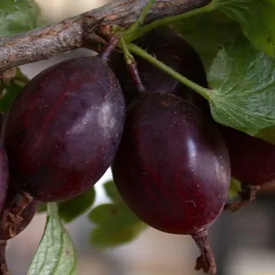 Крыжовник ЧЕЛЯБИНСКИЙ СЛАБОШИПОВАТЫЙ в Пскове