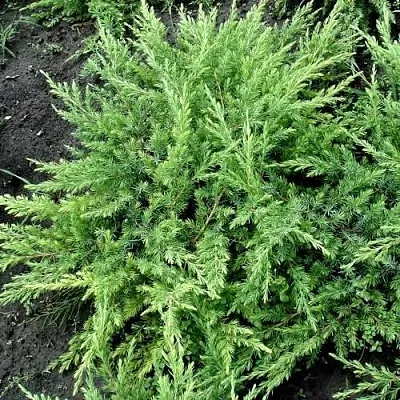 Можжевельник ШЛЯГЕР прибрежный в Пскове