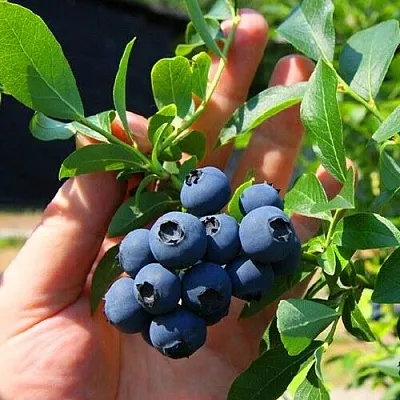 Голубика НОРТ КАНТРИ в Пскове