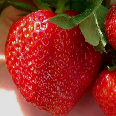 Клубника МАГНУС  Клубника МАГНУС в Пскове