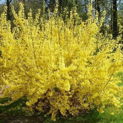 Форзиция ФОРЧУНА в Пскове