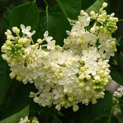 Сирень ПРИМРОУЗ  Сирень ПРИМРОУЗ в Пскове