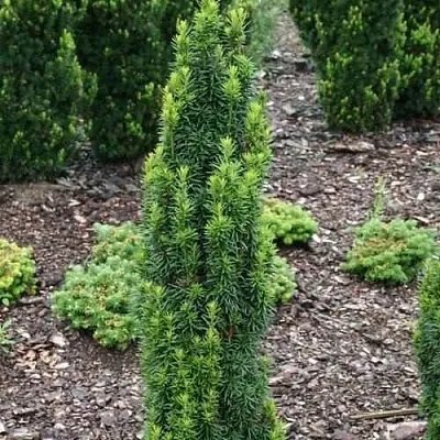 Тис ВОЙТЕК средний  в Пскове