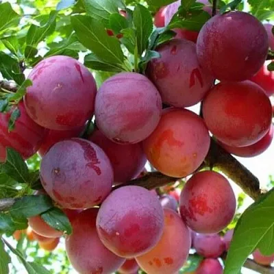 Слива НЕКТАРИННАЯ АРОМАТНАЯ  Слива НЕКТАРИННАЯ АРОМАТНАЯ в Пскове