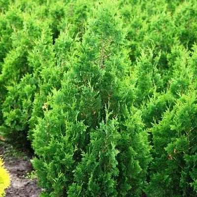 Туя СПИРАЛИС западная в Пскове