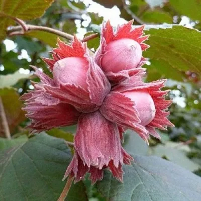 Фундук СКАРЛЕТТ  Фундук СКАРЛЕТТ в Пскове