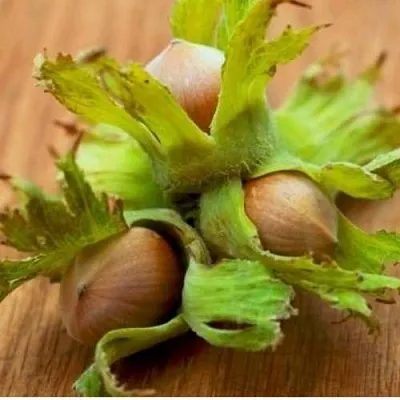 Фундук ГИГАНТ ТАМБОВСКИЙ  Фундук ГИГАНТ ТАМБОВСКИЙ в Пскове