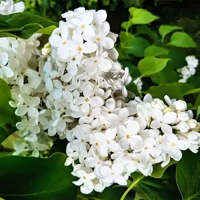 Сирень МАЛЕНЬКИЙ ПРИНЦ в Пскове