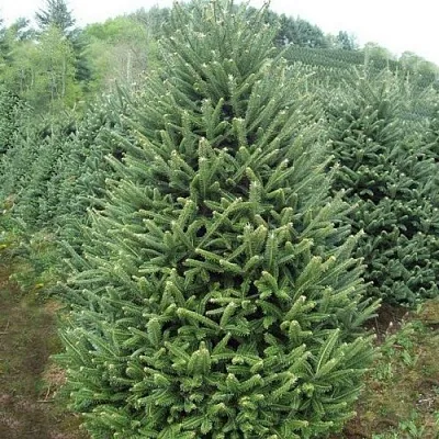Пихта ФРАЗЕРА  Пихта ФРАЗЕРА в Пскове