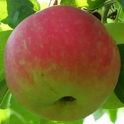 Яблоня УТРО  Яблоня УТРО в Пскове