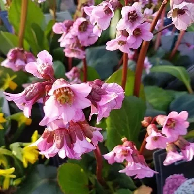 Бадан БЭБИ ДОЛЛ  Бадан БЭБИ ДОЛЛ в Пскове