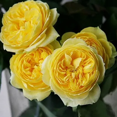 Саженцы роз КАТАЛИНА спрей в Пскове