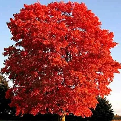 Дуб красный  в Пскове