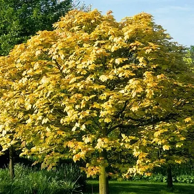 Клен ложноплатановый  Клен ложноплатановый в Пскове