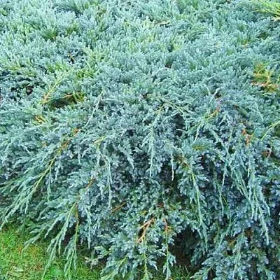 Можжевельник БЛЮ КАРПЕТ чешуйчатый  Можжевельник БЛЮ КАРПЕТ чешуйчатый в Пскове