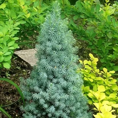 Ель КОНИКА сизая  Ель КОНИКА сизая в Пскове