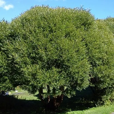 Ива ломкая  в Пскове