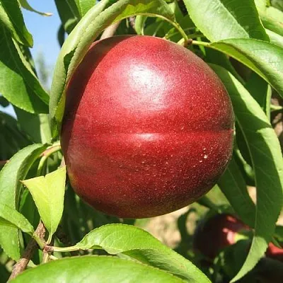 Нектарин ФАНТАЗИЯ в Пскове