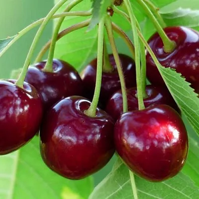 Дюк ЖИВИЦА (ЧЕРЕВИШНЯ) в Пскове