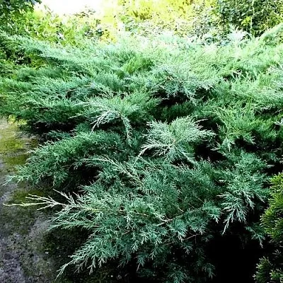 Можжевельник ПФИТЦЕРИАНА ГЛАУКА средний в Пскове