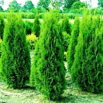 Туя ВИДМАНТ западная в Пскове