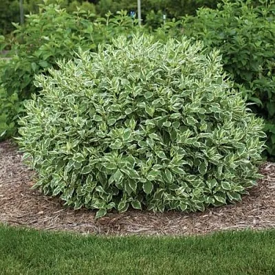 Дерен ЭЛЕГАНТИССИМА белый  Дерен ЭЛЕГАНТИССИМА белый в Пскове