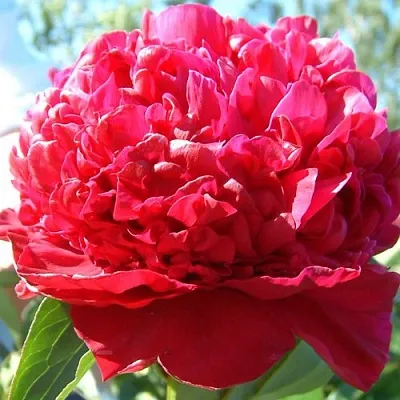 Пион ИНСПЕКТОР ЛАВЕРН травянистый в Пскове