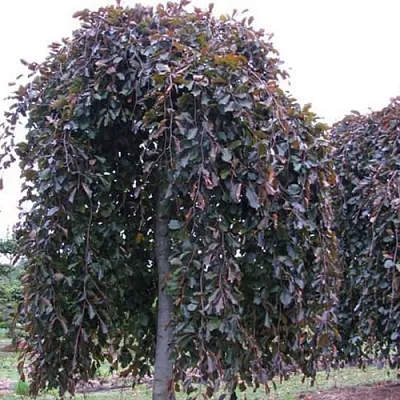 Бук в Пскове