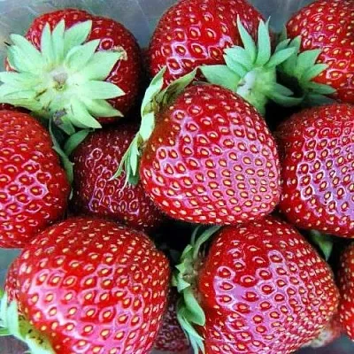 Клубника МАЛЬВИНА  Клубника МАЛЬВИНА в Пскове